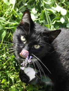 cat-with-catnip-1